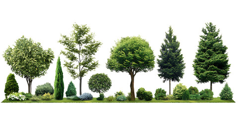 Obraz premium Outdoor Greenery Tree Shrub Mix Realistic Landscaping Illustration PNG