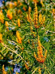 Stunning close-up of yellow pine flowers among lush green pine needles, capturing the beauty of nature's detail, ideal for botanical projects, environmental themes, and nature-inspired decor. 