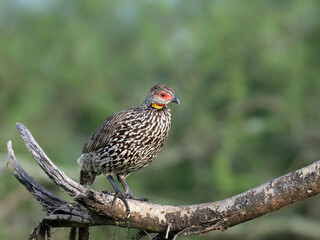 Red-necked Francolin (Spurfowl) Perched on Branch in Natural Habitat