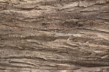 texture of tree bark