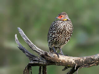 Red-necked Francolin (Spurfowl) Perched on Branch in Natural Habitat