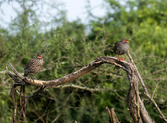 Two Red-Billed Francolins Perched on Branch in African Bush
