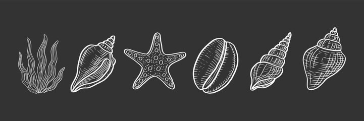 Detailed white seashell and marine plant illustrations vector illustration. Intricate linework on dark background.