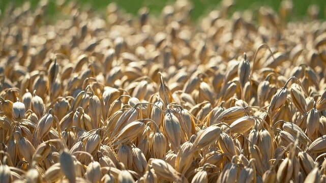 Close-up video of ripening oat grains in a sunlit field, almost ready for harvest, natural farming scene.