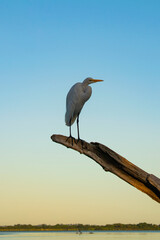 Gaivota no galho