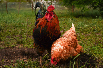 Red rooster and hen in the countryside in the grass.