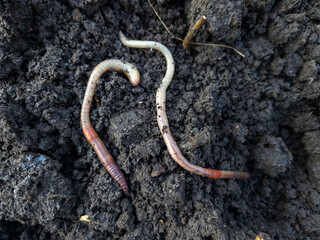 A couple of worms that are laying in the dirt