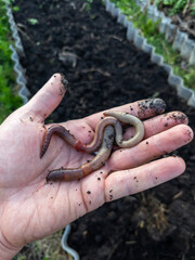 Fototapeta premium A person holding a handful of worms in their hand