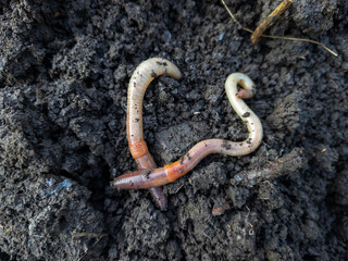 A couple of worms that are laying in the dirt