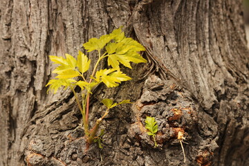 Small leaves grow from the tree trunk bark
