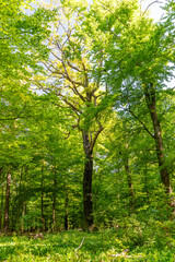 Fototapeta premium Ein wunderschöner, naturbelassener Wald in Deutschland