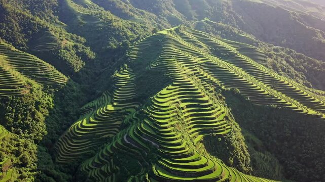 Golden longsheng rice terraces cascading through misty mountainsides, transforming with sunlight revealing layered agricultural terrain