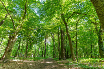 Obraz premium Ein wunderschöner, naturbelassener Wald in Deutschland