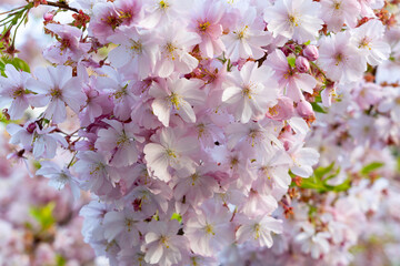Beautiful cherry blossom flowers in full bloom during springtime