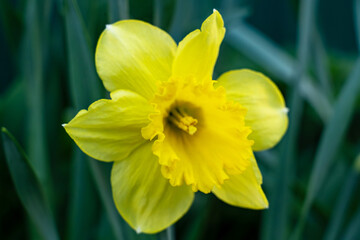 Bright yellow flower blooming in spring garden setting