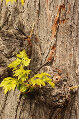 Small leaves grow from the tree trunk bark