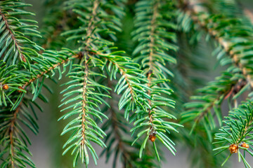 Close-up view of fresh evergreen tree branches in nature