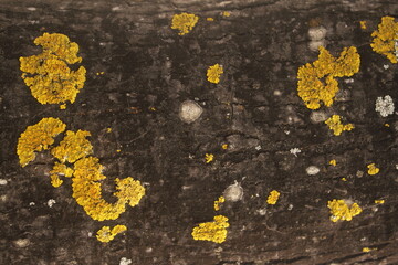 yellow lichen on a stone on a tree