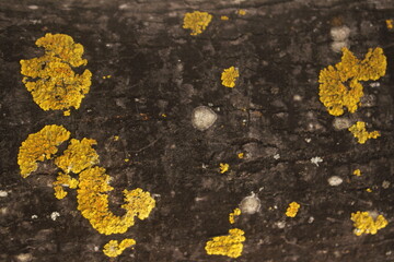 yellow lichen on a stone on a tree