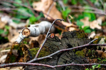 Nature close-up showing a log and small twigs during springtime