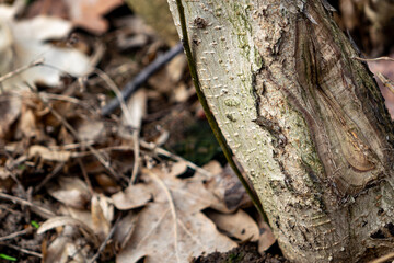 Close view of tree bark amid fallen leaves in early spring