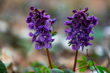 Beautiful purple wildflowers bloom in a serene natural setting