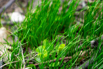 Vibrant green grass growing among twigs and small plants