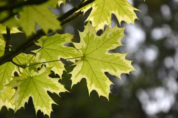  The variegated Norway maple (Acer platanoides &lsquo;Variegatrum') leaves against natural bokeh background. Closeup photo outdoors. Nature ,trees and plants landscape .Free copy space. .