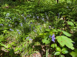 Delicate bluebells growing in woodland undergrowth during spring bloom