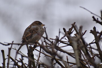 sparrow on a branch