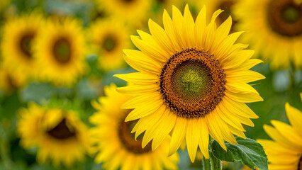 Fototapeta premium Sunflower wallpaper