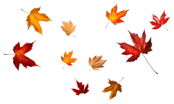 Fototapeta PNG Falling leaves bonfire plant maple.