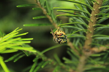 Wasp killing and eating green bottle fly
