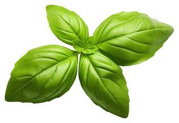 PNG Fresh green organic basil a 1 leaf plant herbs