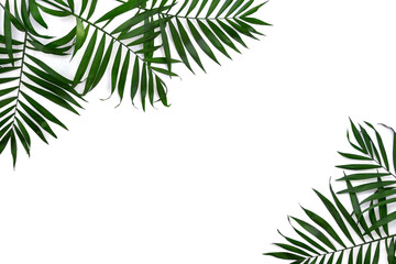 Palm tropical leaves isolated on a white backgroundwith space for text. Top view, flat lay.