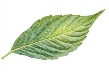 Obraz premium Close-up of a single vibrant green leaf