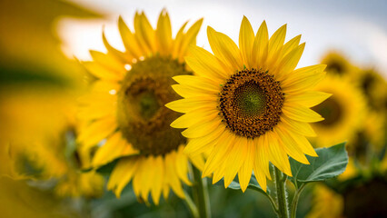 Fototapeta premium Sunflower wallpaper