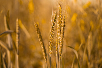 wheat ear