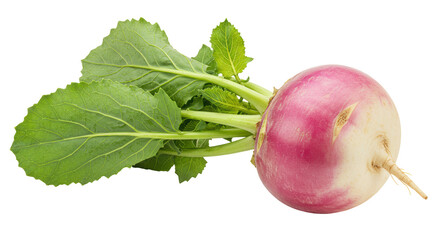 Isolated Turnip with Green Leaves