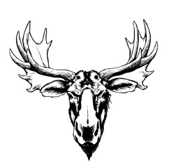  Majestic Moose Portrait: An elegant black and white sketch of a majestic moose head showcases its intricate antler structure and powerful presence, perfect for conveying strength and wilderness.
