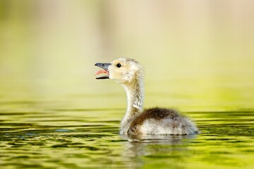  Gosling with beak open and tongue out.