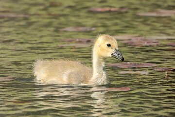  Cute gosling swimming in a pond.