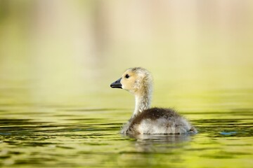  Gosling swimming in water.