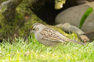 Immature golden crowned sparrow on ground.
