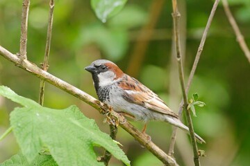  Small house sparrow perched on a branch.