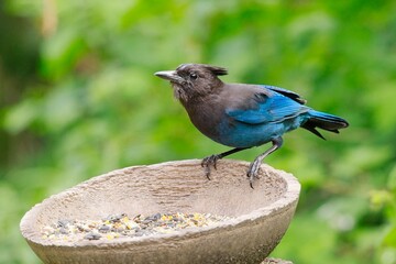  Stellar's Jay perched on feeder bowl.