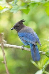  Alert stellar's Jay on branch.