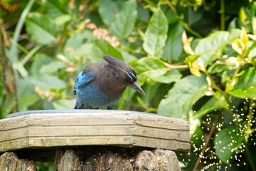  Stellar's Jay knocking seeds out of the bowl.