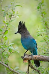  Side profile of Stellar's Jay.