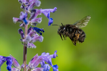 Gemeine Pelzbiene fliegt die Blüten einer Katzenminze ab